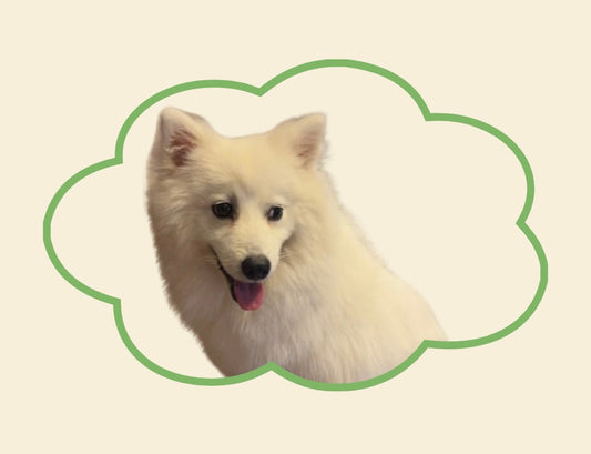 Why Dogs Matter: Easing the Pressure and Loneliness of Modern Life